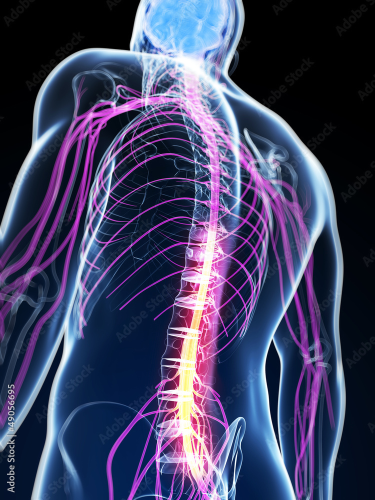 3d rendered illustration of the spinal cord 3d rendered illustration of the spinal cord