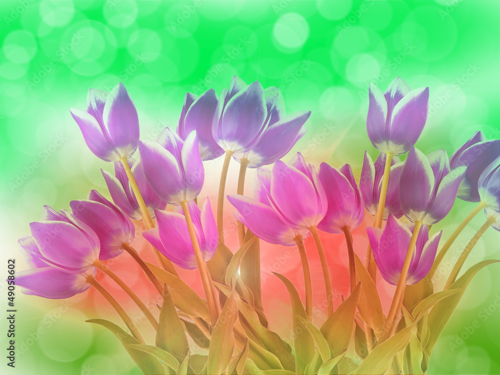 abstract flower background tulip flowers abstract flower background tulip flowers
