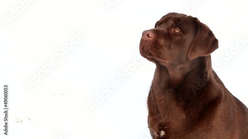 Barking labrador