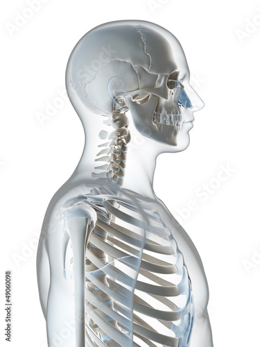 3d rendered illustration of the male skeleton