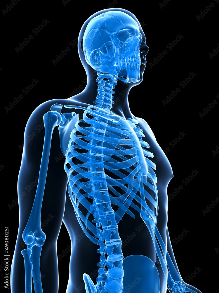 3d rendered illustration of the male skeleton 3d rendered illustration of the male skeleton