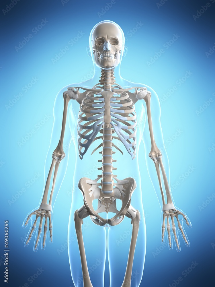 3d rendered illustration of the male skeleton 3d rendered illustration of the male skeleton