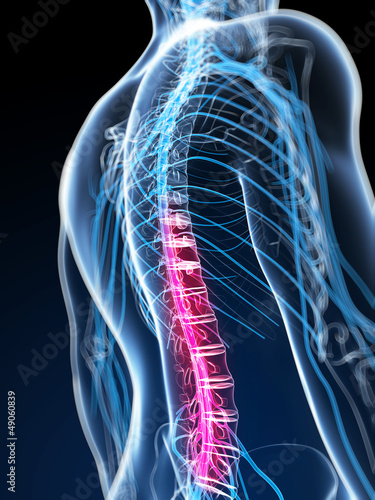 3d rendered illustration of the spinal cord photo