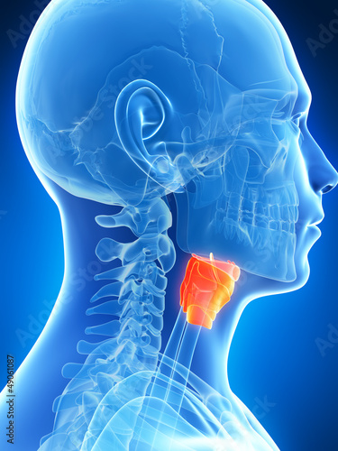 3d rendered illustration of the male larynx photo