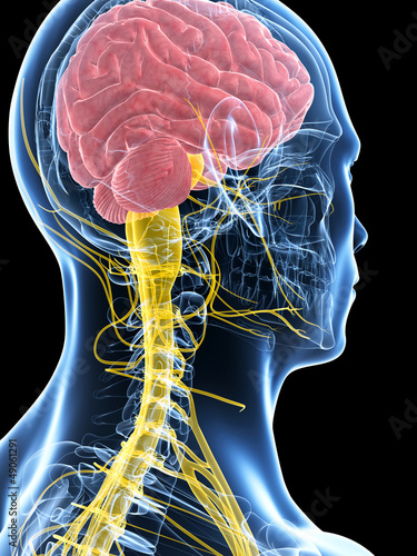 3d rendered illustration of the male nerve system