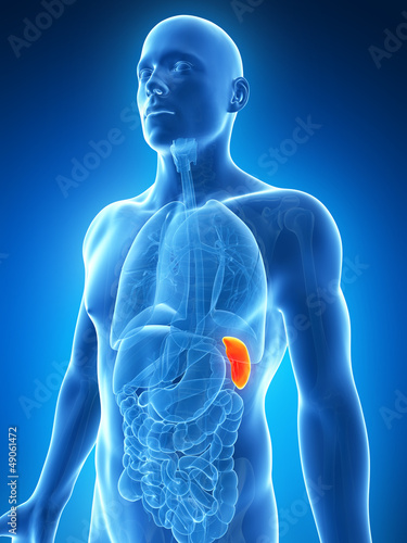 3d rendered illustration of the male spleen