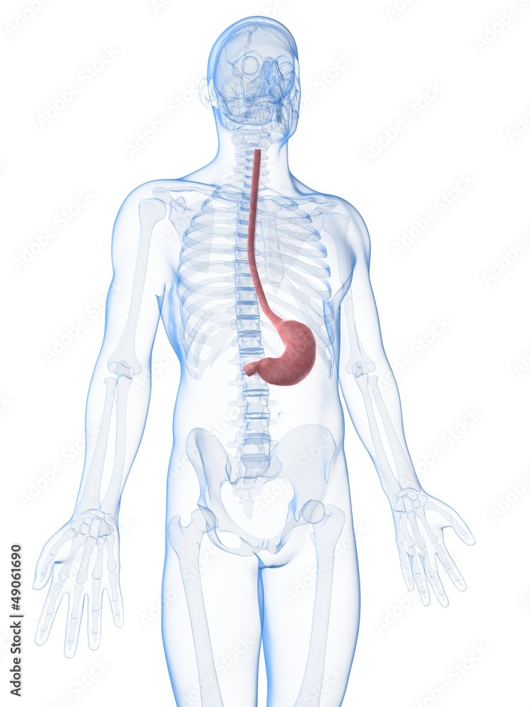 3d rendered illustration of the male stomach 3d rendered illustration of the male stomach