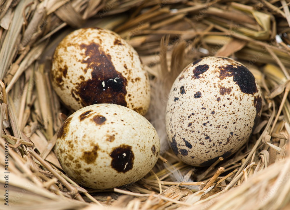 Egg in the nest Egg in the nest