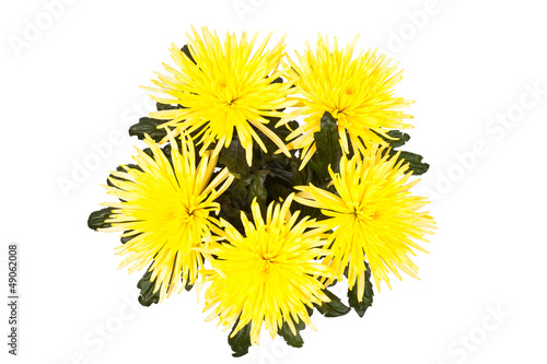 Yellow autumn chrysanthemum isolated on white