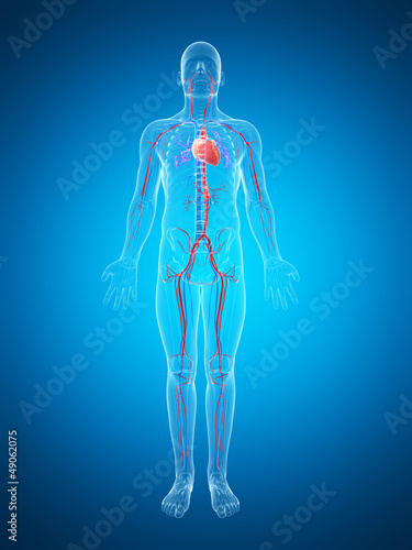 3d rendered illustration of the human vascular system