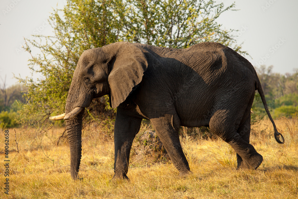 Fototapeta premium Large African Elephant
