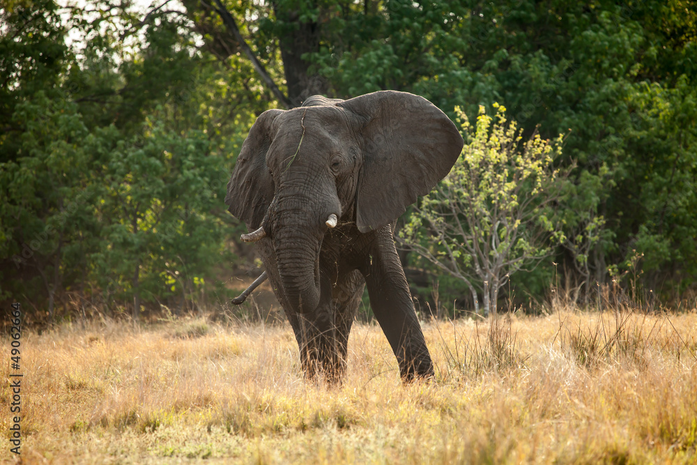 Fototapeta premium Large African Elephant