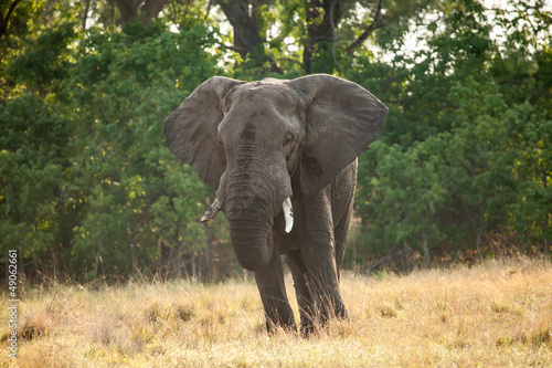 Large African Elephant