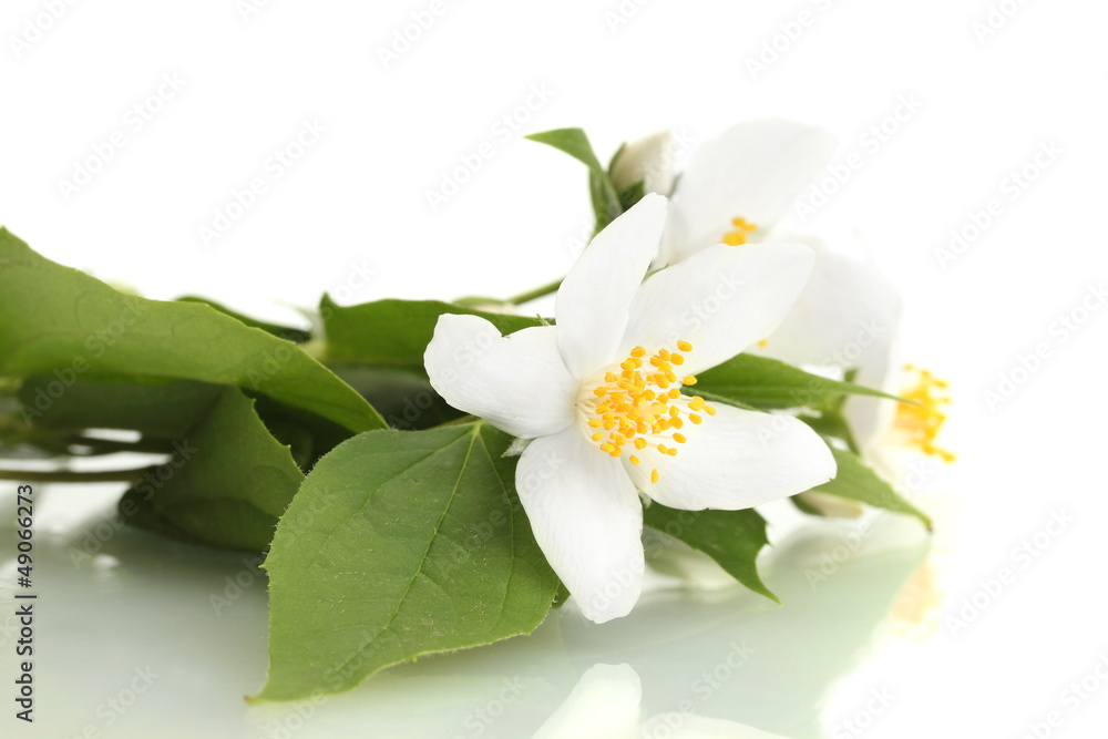 Obraz premium piękne kwiaty jaśminu z liśćmi na białym tle