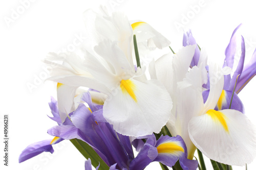 Fototapeta Naklejka Na Ścianę i Meble -  Beautiful bright irises isolated on white