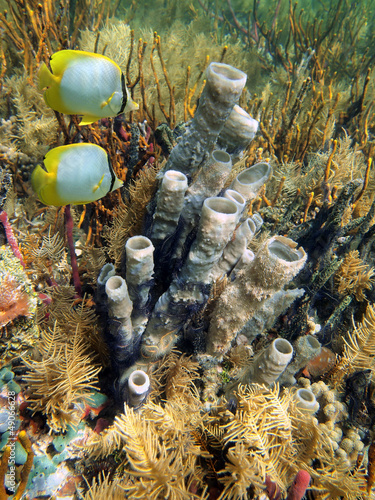 Underwater marine life with branching vase sponge and tropical fish in a coral reef of the Caribbean sea #49066628