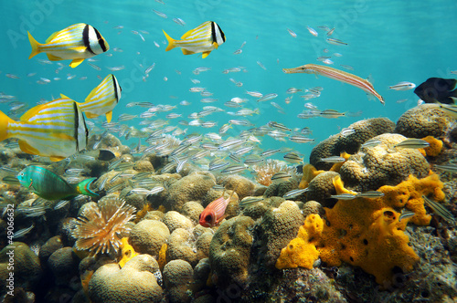 Thriving sea life underwater with school of tropical fish in a coral reef, Caribbean sea
