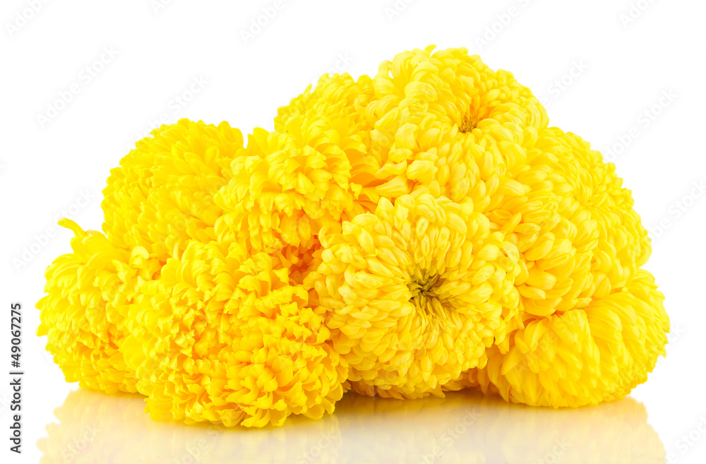 bright yellow chrysanthemums, isolated on white bright yellow chrysanthemums, isolated on white