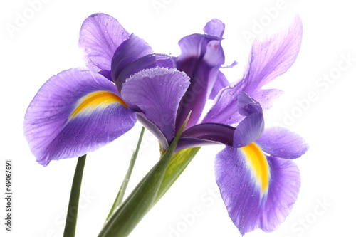 Purple iris flower, isolated on white