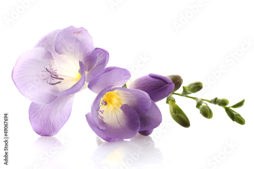 Purple freesia flower, isolated on white photo