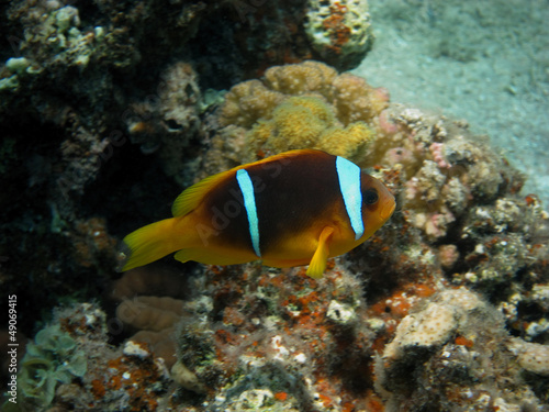 anemonenfisch seitlich