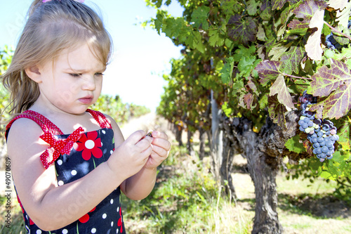Adorable toddler girl picking grapes in a winefarm photo