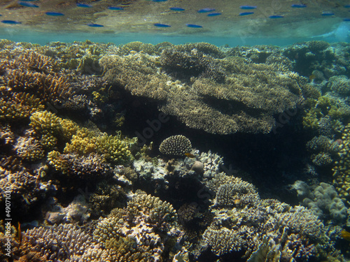 Fototapeta Naklejka Na Ścianę i Meble -  verschiedene korallen