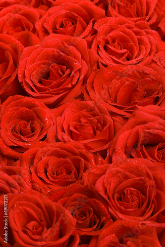 Red natural roses background