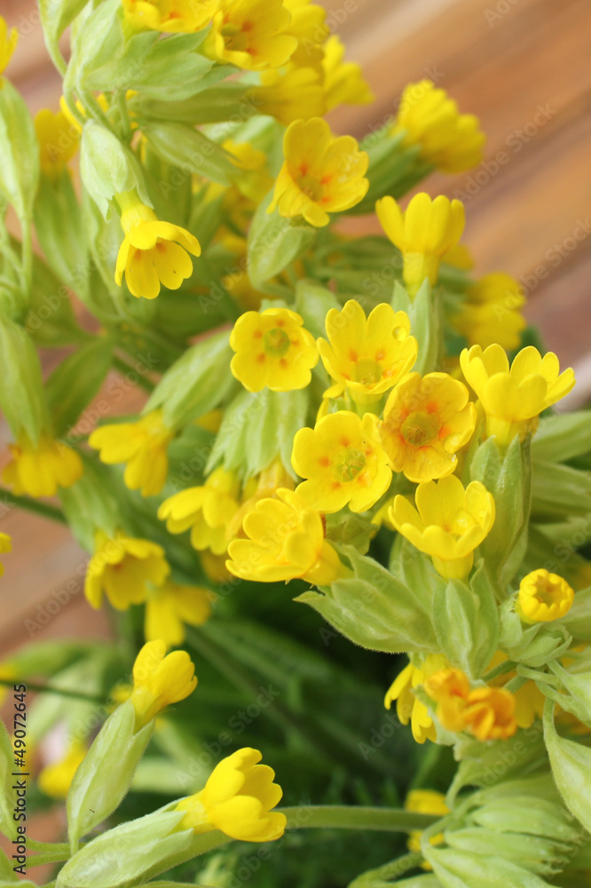 Schlüsselblumen - Primula veris