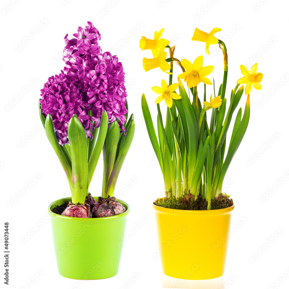 beautiful spring narcissus and hyacinth flowers in pot - obrazy, fototapety, plakaty 