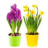 beautiful spring narcissus and hyacinth flowers in pot