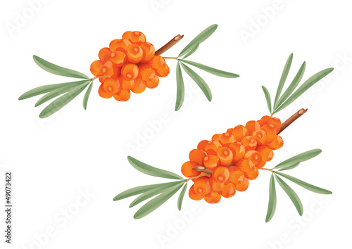 Sea Buckthorn