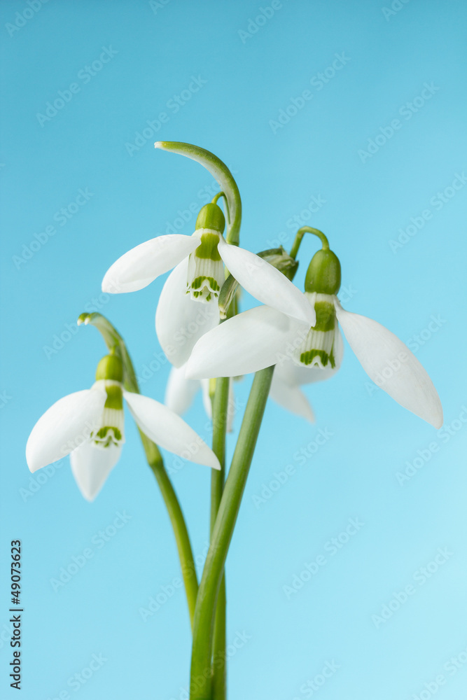 Common Snowdrop (Galanthus nivalis) Common Snowdrop (Galanthus nivalis)