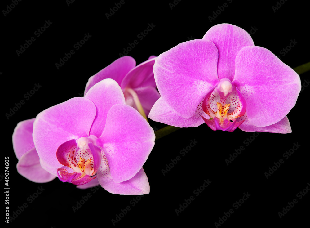 rosy beautiful orchid branch isolated on black background rosy beautiful orchid branch isolated on black background