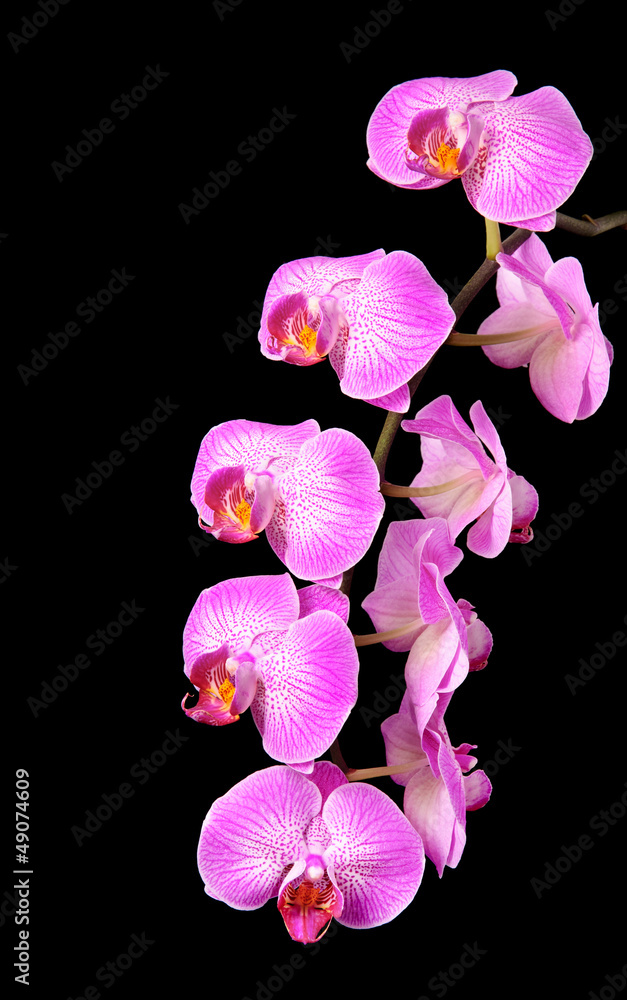 Fototapeta premium rosy beautiful orchid branch isolated on black background