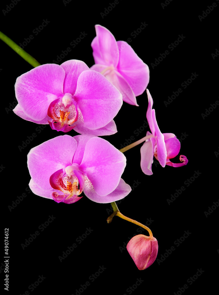 Obraz premium rosy beautiful orchid branch isolated on black background