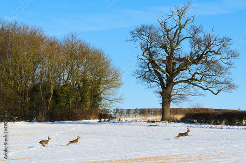 Roe Deer running through the winter landscape