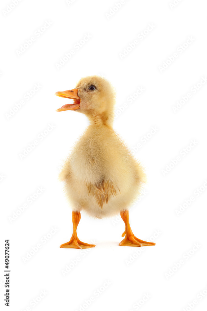 A yellow duckling isolated on a white background A yellow duckling isolated on a white background