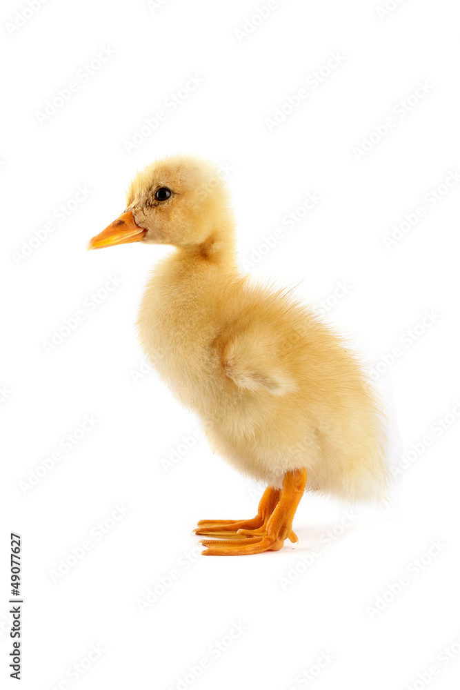 A yellow duckling isolated on a white background A yellow duckling isolated on a white background
