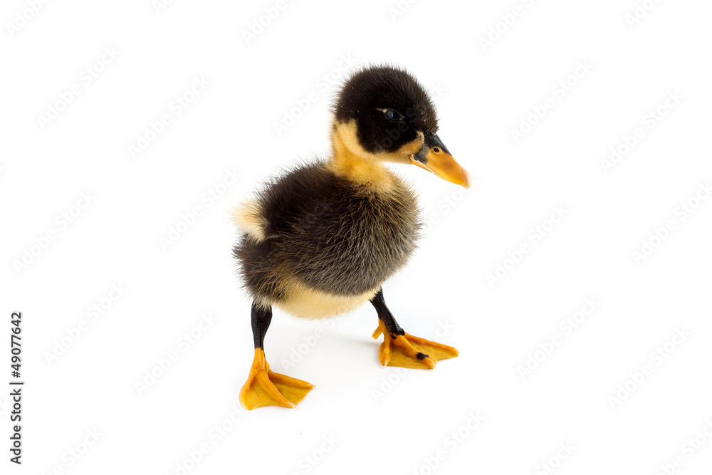 Obraz premium A duckling isolated on a white background