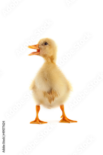 A yellow duckling isolated on a white background