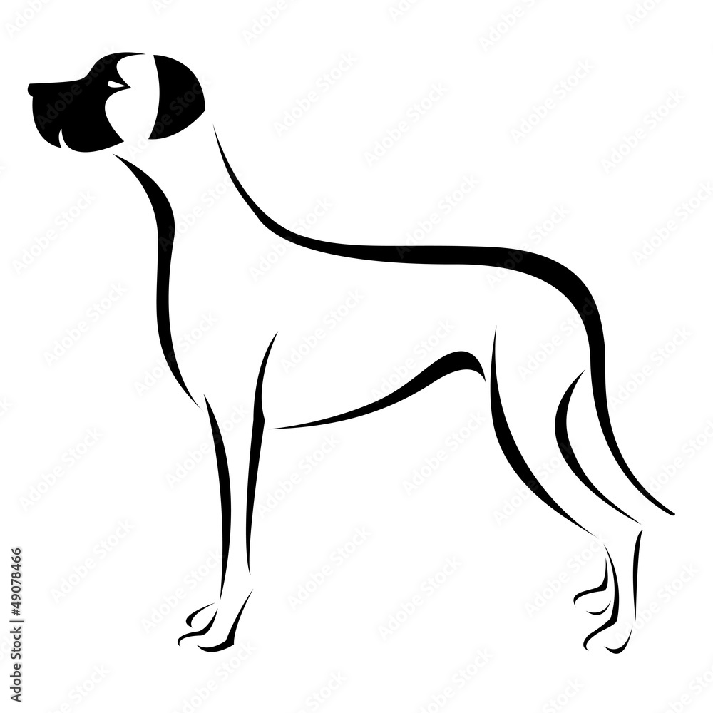 Vector image of an dog (great dane) on white background