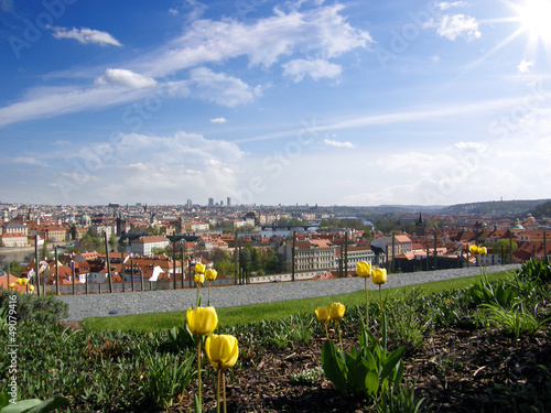 St. Wenceslas vineyard next to Prague Castle with yellow tulips