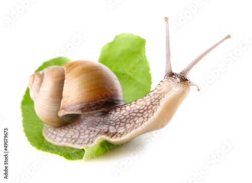 garden snail (Helix aspersa) on green leaf