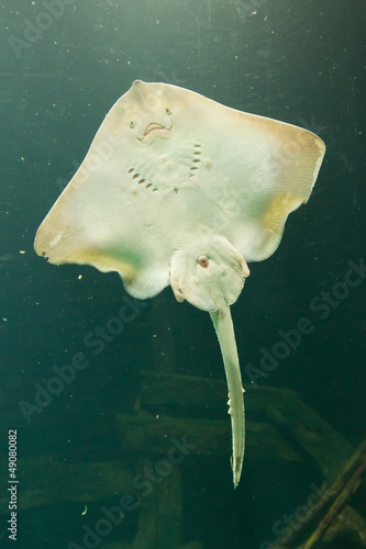 Ray in a dutch aquarium photo