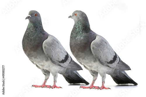 pigeons © fotomaster