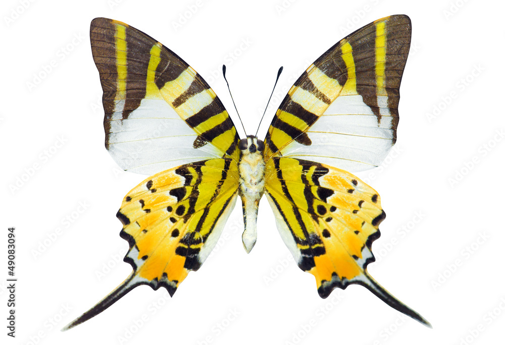 Fototapeta premium Swordtail butterfly