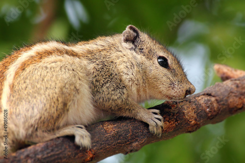chipmunk sitting on tree branch © Kokhanchikov