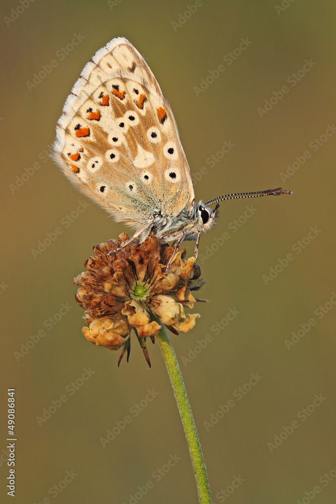 Obraz premium Silbergrüner Bläuling