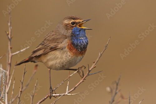 Blaukehlchen